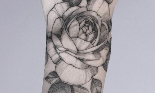 Fine Line Rose